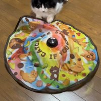 丸いマットのおもちゃで遊んでいる猫