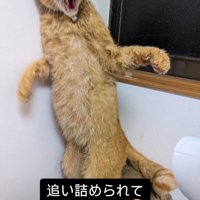 ドライヤーをかけられて後ろ足で立ち上がる猫