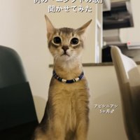 椅子の上に座るアビシニアン