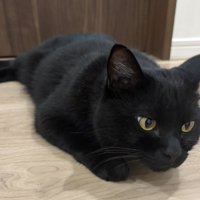 斜め前を見て足を伸ばしている黒猫