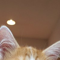 猫の耳