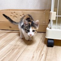 箱から出た子猫