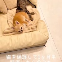 チワワにくっつく猫