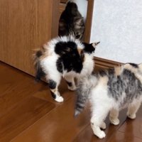顔を近づける先住猫