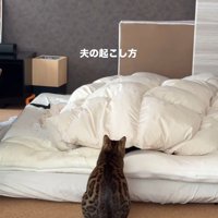 飼い主を起こしている猫