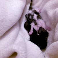 毛布の中にいる子猫たち