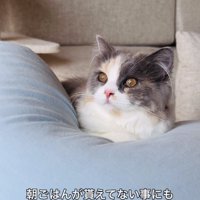 クッションでくつろぐ子猫