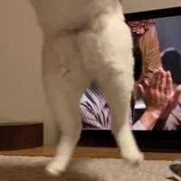 スマホの奥でジャンプしている猫