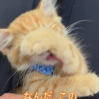 顔を洗う猫