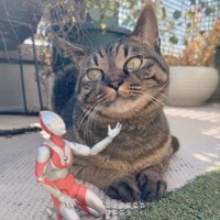 ベランダで日向ぼっこするキジトラ猫とウルトラマン人形