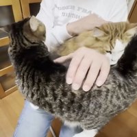 膝にのる2匹の猫