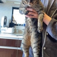 テーブルの上に立つ猫
