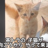 窓の外にいる子猫