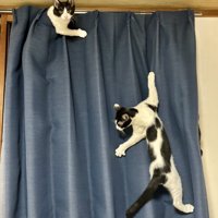 カーテンを登る2匹の猫