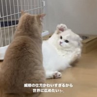 マンチカンを威嚇するミヌエット
