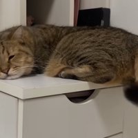 ゴミ箱の上で寝始める猫