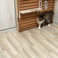 長毛猫がお掃除ロボットから逃げる様子
