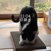 爪とぎをする猫