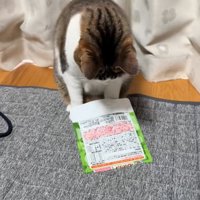 目の前に袋を置く猫