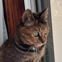 庭を見つめる猫