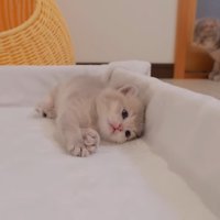 ベッドに寝転がって手を伸ばす子猫