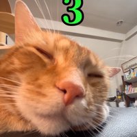 眠る猫