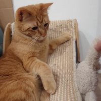 警戒する猫