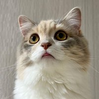 斜め上を向く猫