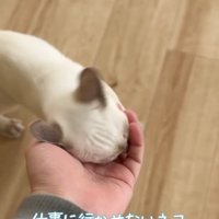 飼い主さんの指を吸う子猫