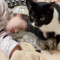 子猫と成猫
