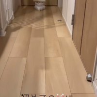廊下に並べられたボウリングのピン
