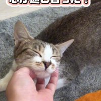 あごをなでられる猫