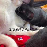 キジ白猫に顔を近づける黒猫