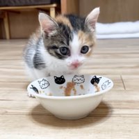 ごはんを食べる子猫
