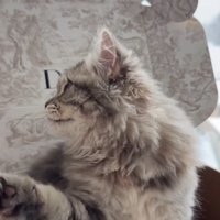 箱の中に入って辺りを見まわす猫