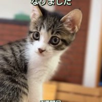 7週目の子猫