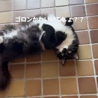仰向けの猫