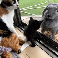 窓際の2匹の猫とうさぎ