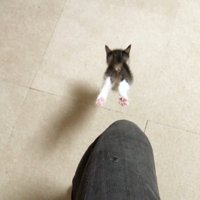 飛び降りる姿