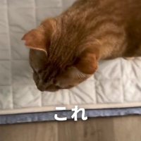 家に入ってきた猫