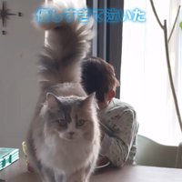 カメラ目線の猫