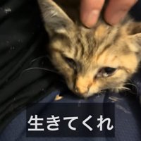 横たわる子猫を優しく撫でる様子