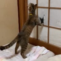 猫と障子