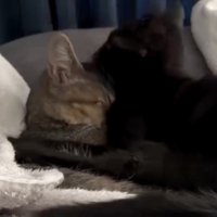 毛繕いしてあげる猫