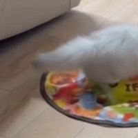 水平に伸びるミヌエットのしっぽ