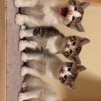 向かって左端の目を瞑ってあくびをしている子猫と3匹の子猫