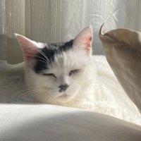 目をつむる猫の顔のアップ