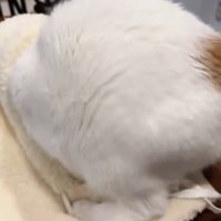 帽子に潜り込もうとする猫のお尻