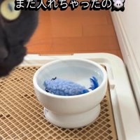 水に浸るおもちゃ