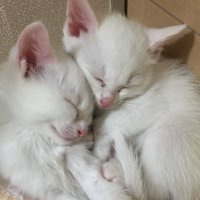 顔をくっつけて寄り添って眠る2匹の子猫（お迎え初日）